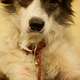 Illustration for article titled Shooting Challenge Pets Gallery 5